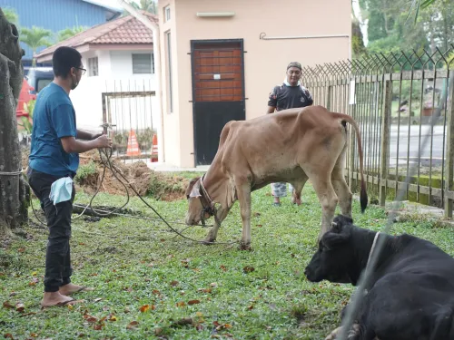 Program Ibadah Qurban MPS 2022