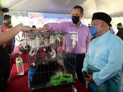 Program Kucing Angkat - We Love Cat