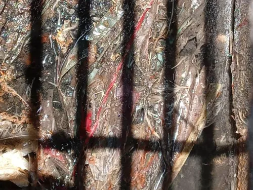 Kilang Sembelihan dan Memproses Ayam Diarah Tutup