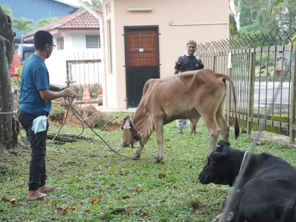 Program Ibadah Qurban MPS 2022
