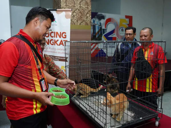 Program Kucing Angkat