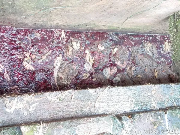 Kilang Sembelihan dan Memproses Ayam Diarah Tutup